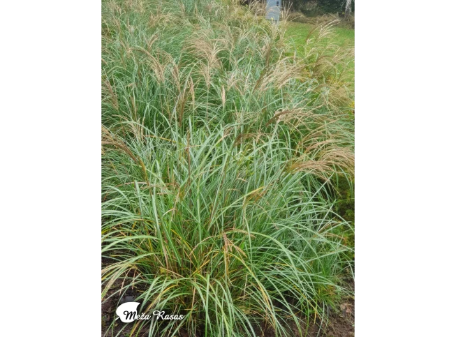 Miscanthus sinensis   'Adagio'